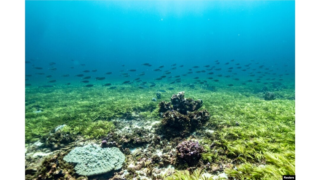 Sekelompok ikan berenang di atas lamun di Tepian Saya de Malha di dataran tinggi Mascarene, Mauritius 20 Maret 2021. (Foto: Tommy Trenchard/Greenpeace via REUTERS)