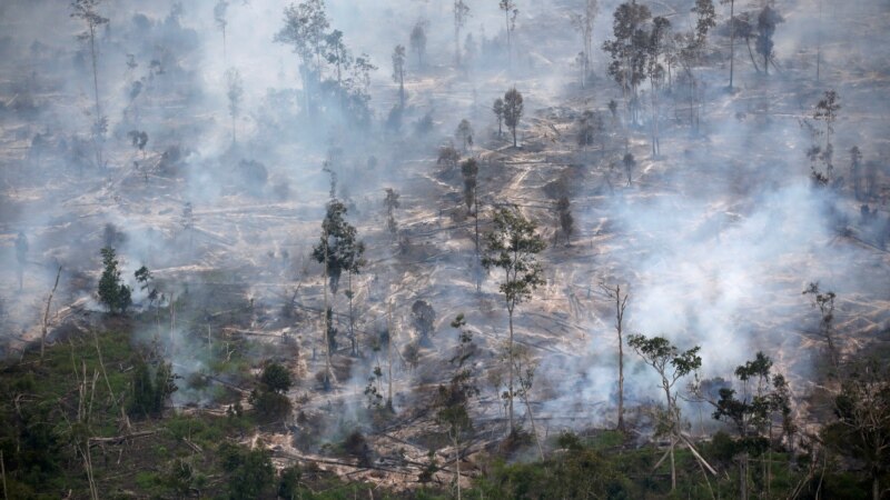 Studi: Hutan Hujan RI yang Terbakar 2019 Lebih Luas Daripada Data Resmi