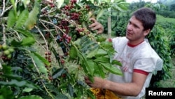 FILE - A grower picks coffee cherries from a tree in Sasaima, near Bogota, Colombia. 