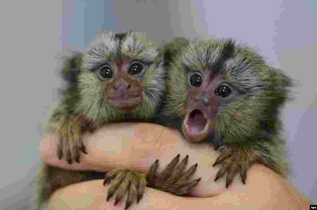A handout photograph made available by the police in Goyang, northwest of Seoul, shows two endangered common marmosets seized from a South Korean smuggler.