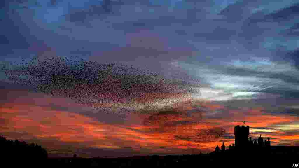 Des étourneaux volent dans le ciel de Rome, en Italie, au coucher du soleil.