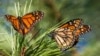 Monarch Butterflies Return to California