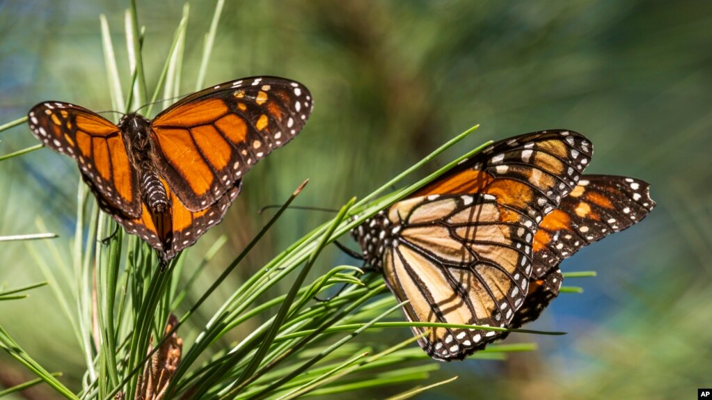 Butterflies land on branches at Monarch Grove Sanctuary in Pacific Grove, Calif., Wednesday, Nov. 10, 2021. The number of Western monarch butterflies wintering along California's central coast is bouncing back after the population reached an all-time low last year. 