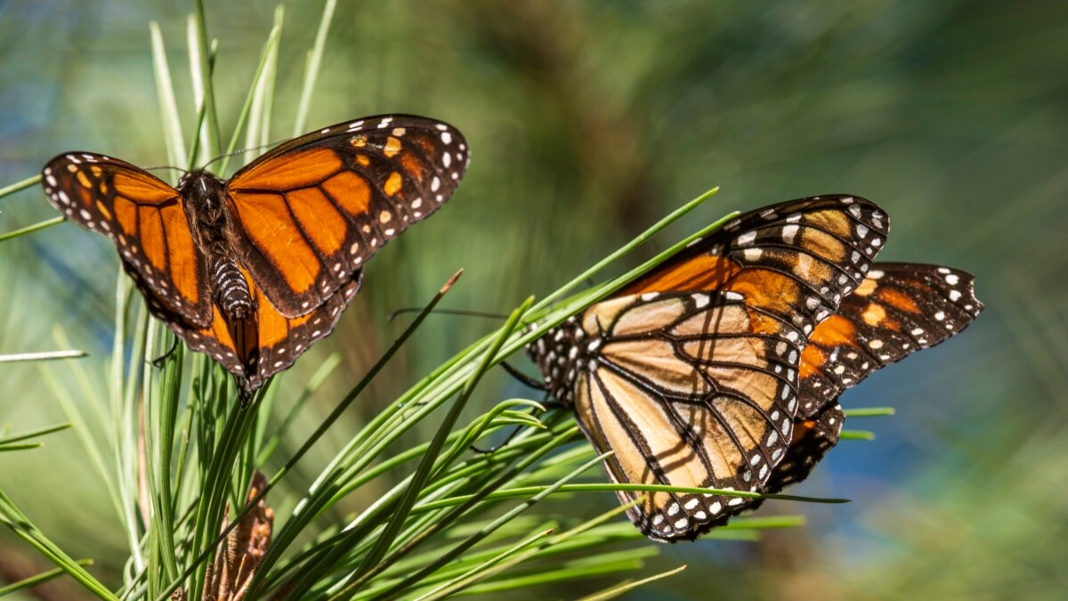 Las mariposas monarca regresan a California