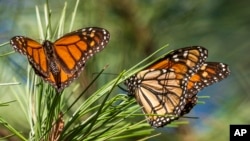 Butterflies land on branches at Monarch Grove Sanctuary in Pacific Grove, Calif., Wednesday, Nov. 10, 2021. The number of Western monarch butterflies wintering along California's central coast is bouncing back after the population reached an all-time low last year. 