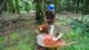 Industri Minyak Kelapa Sawit Kecam Moratorium Pembukaan Lahan