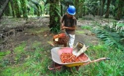 Seorang pekerja sedang memanen kelapa sawit. (Foto: ilustrasi).