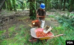 Seorang pekerja sedang memanen kelapa sawit di sebuah perkebunan di Pangkalan Bun, Kalimantan Tengah.