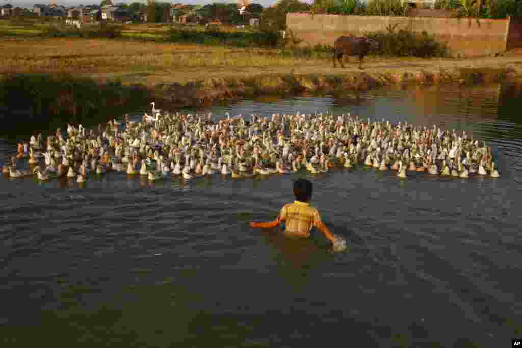 A boy herds ducks in a canal in Samroang Kandal village on the outskirts of Phnom Penh, Cambodia.