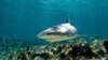 Страны СИТЕС выступили в защиту популяции акул