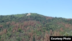 The effect of drought-induced dieback of ponderosa pines in California's Tehachapi Mountains as seen in June 2014. (Ian McCullough, Univ. of California Santa Barbara)