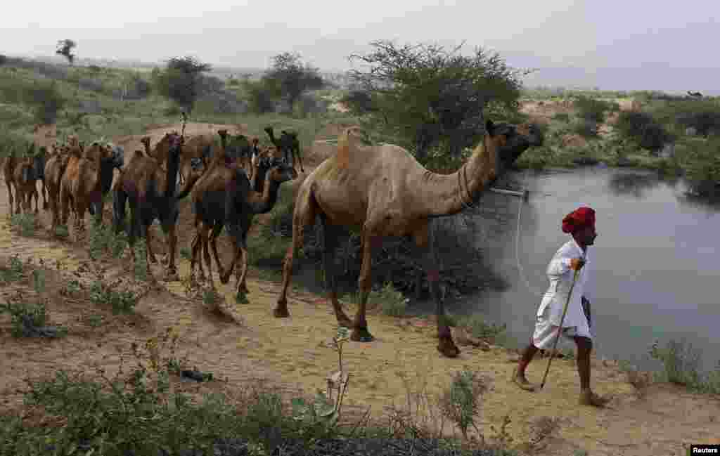 راجستھان کا کوئی میلہ بھی اونٹ کے بغیر مکمل تصور نہیں کیا جاتا۔