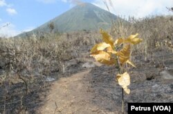 Musim kemarau dan angin kencang memudahkan api membakar hutan di kawasan pegunungan di Jawa Timur (Foto: VOA/Petrus)