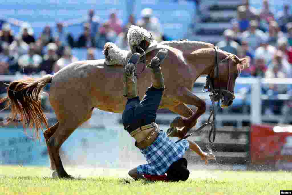 우루과이 몬테비데오에서 열린 크리올 주간 기념행사 중 한 가우초(남미의 카우보이)가 길들지 않은 말에서 떨어지고 있다.