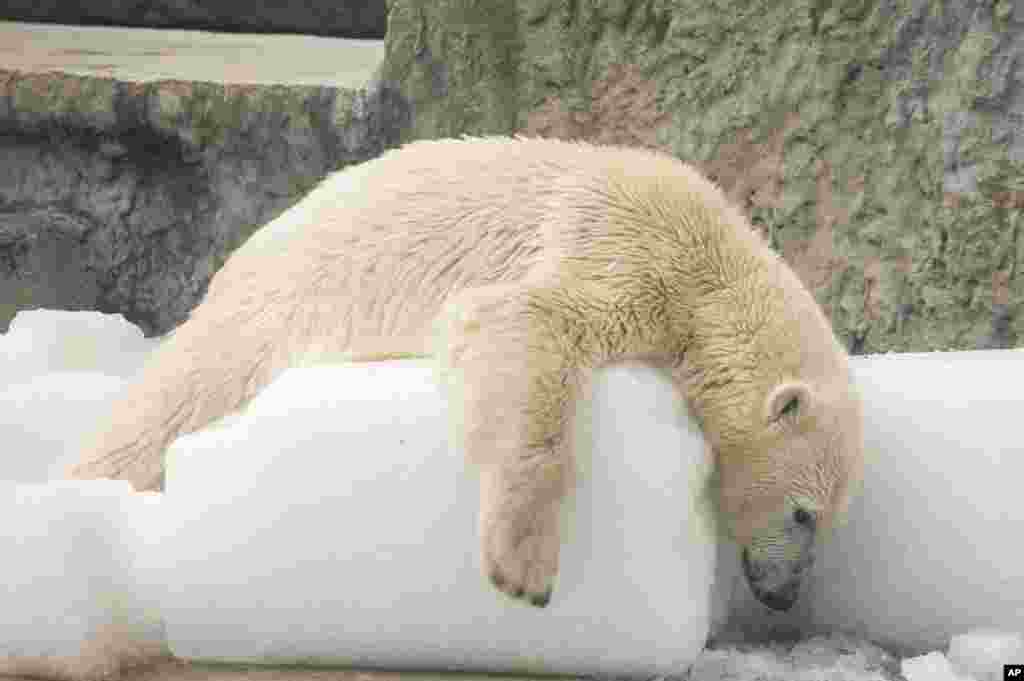 Beruang kutub bermain dengan balok es di kandangnya di kebun binatang saat suhu mencapai 30 derajat celcius (86 Fahrenheit) di Budapest, Hungaria.
