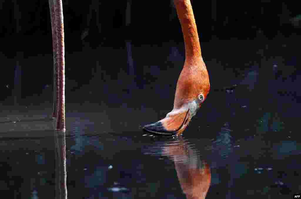 A pink flamingo puts its beak in the water at the Menagerie of the Jardin des plantes (the small zoo of the Garden of Plants) in Paris, during a heatwave in France.