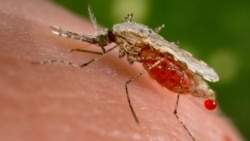 Malaria em Benguela - 1:31