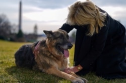 美国第一夫人吉尔·拜登抚摸从特拉华州抵达白宫的爱犬“冠军”。(2021年1月24日)
