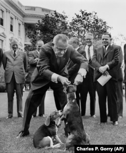 Президент Джонсон тримає за вуха свого собаку, 27 квітня 1964 року