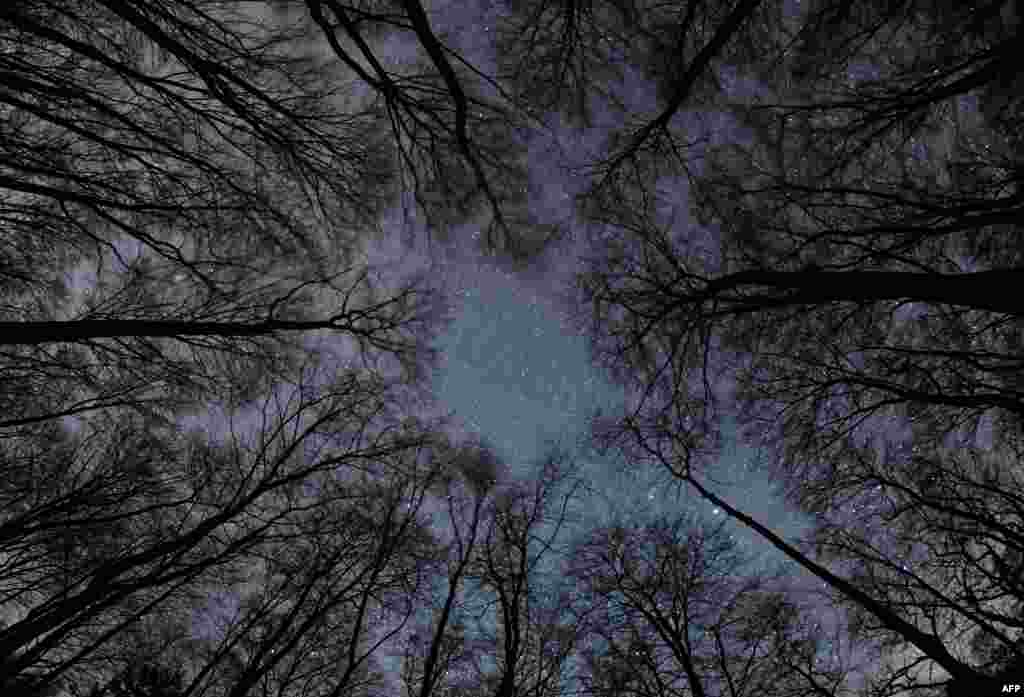 Stars twinkle in the night sky over the treetops of a forest in Frankfurt, Germany.