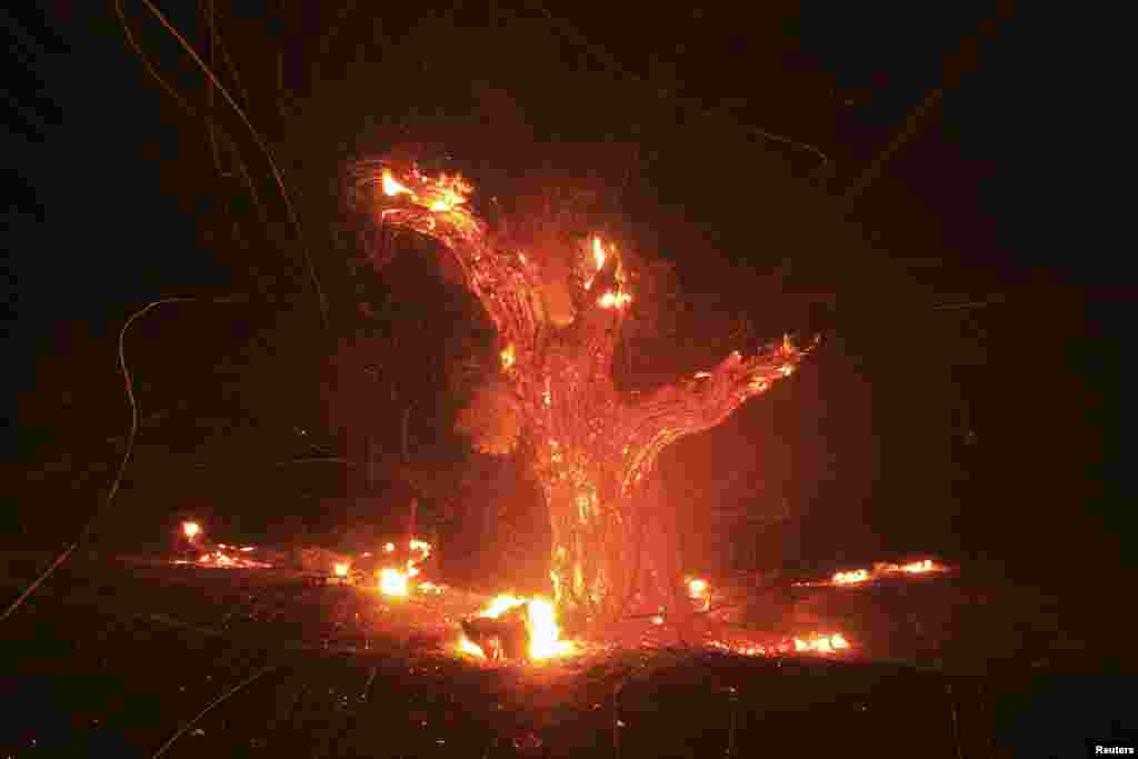 Wind-blown embers fly from an ancient oak tree that burned in the Silver Fire near Banning, California, USA,&nbsp; Aug.7, 2013. The fire broke out near a back-country road south of Banning, about 90 miles (145 km) outside Los Angeles in Riverside County, and within hours had blackened more than 5,000 acres, California Department of Forestry and Fire Protection spokesman Daniel Berlandt said.