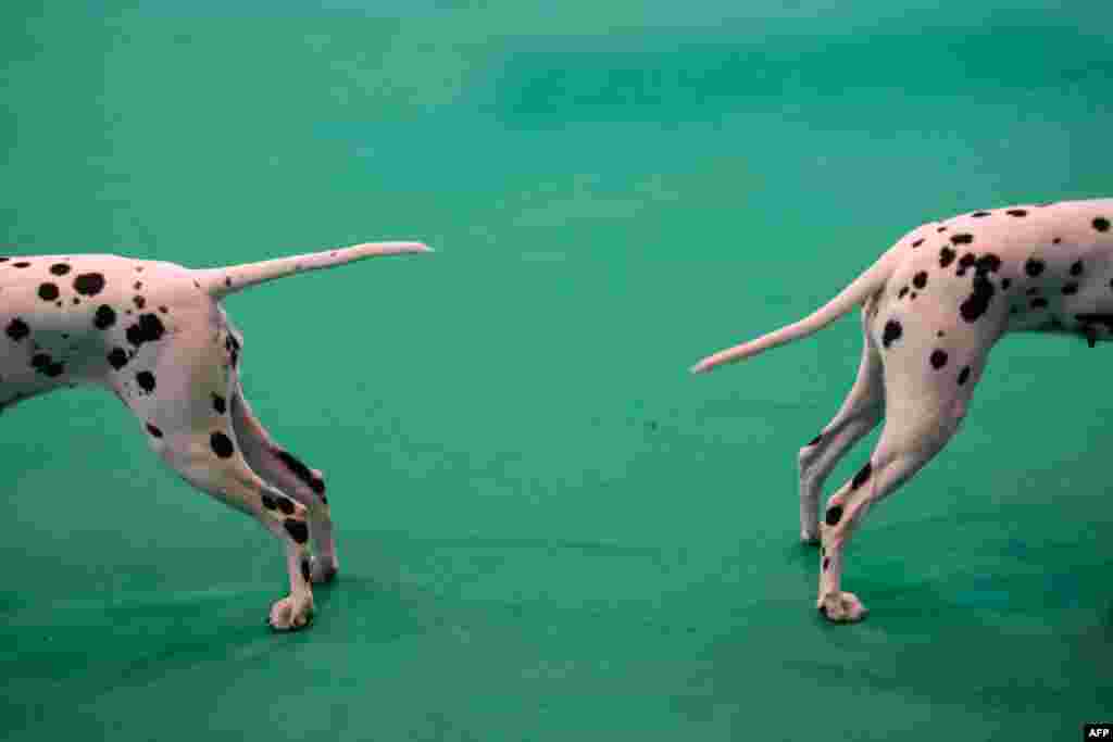 Dalmation dogs are shown on the second day of the Crufts dog show at the National Exhibition Center in Birmingham, central England.