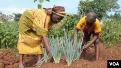 Solomon Walusimbi and his mother harvest a rare variety of leeks in their garden in Mukono, Uganda, July 22, 2014. (Hilary Heuler/VOA)