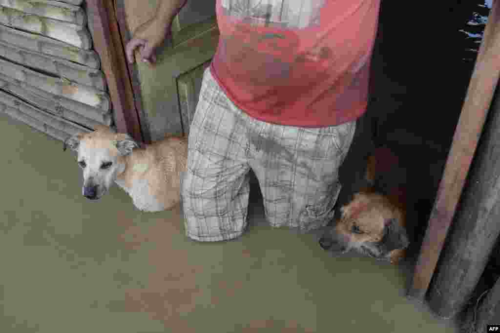 A local resident and his dogs stand in the doorway of their flooded home in Piura, northern Peru on March 28, 2017.