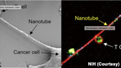 NIH cancer nanotubes