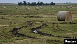 FILE - Hay rolls damaged by rain and flood waters that cannot be moved because of muddy conditions lie soaked on a farm after a series of storms across the central plains in Alva, Okla., May 24, 2019.