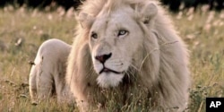 Howarth says his white lions are free to roam all over his reserve, unlike others that are kept in confined spaces, such as zoos