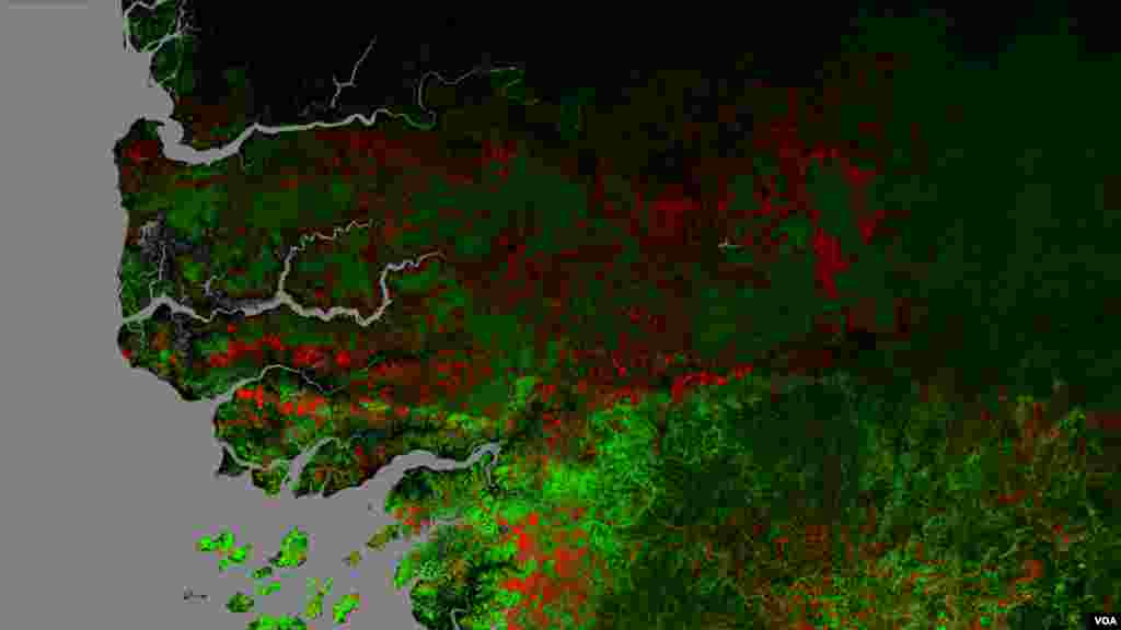 Image de la forêt de Casamance en 2015 avec en vert la surface forestière et en rouge la disparition de forêt de 2010 à 2015 (Université de Maryland USA)