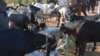 عید الاضحیٰ: کانگو وائرس کا خطرہ، کوئٹہ کی مویشی منڈیوں میں رش قدرے کم