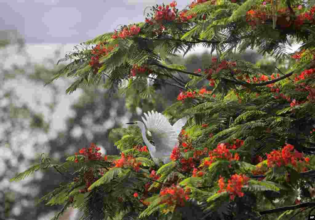 Seekor bangau mengepakkan sayapnya di atas pohon, di tepi sungai Brahmaputra, Guwahati, India. Ratusan bangau membangun sarang mereka di pohon-pohon yang lebat sepanjang sungai Brahmaputra.
