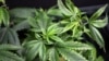 Kanada Usulkan Undang-Undang untuk Legalisasi Marijuana
