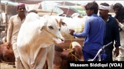 کراچی میں قربانی کے جانوروں کی خرید و فروخت کامنظر