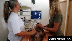 Veterinary doctor Karin Lourens, left, and veterinary rehabilitation specialist Nicci Wright care for a pangolin.