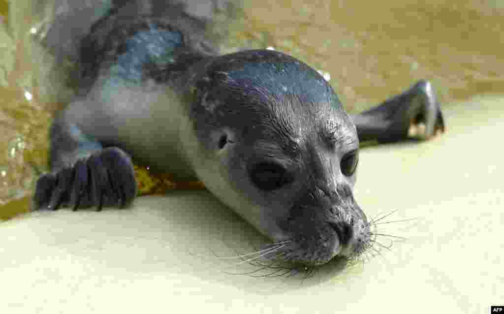 A stranded seal pup explores a pool at the seal station in Friedrichskook, northern Germany. The pup was found May 28 on the German island Sylt and was named Anja after the lady who found her. She currently weighs 7,6 kg and will be released into the wild once she has reached a weight of 25 kg.