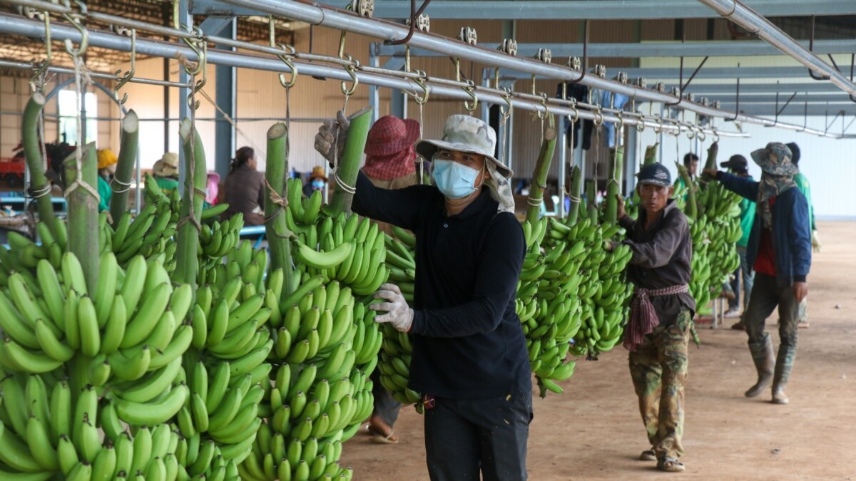 Rubber Concessions Drop ‘Zero Profit’ Commodity for Chinabound Bananas