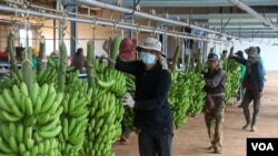 A banana packaging plant in Ou Reang Ov district, Tboung Khmum province, Cambodia, on July 23, 2020. (Sun Narin/VOA Khmer)
