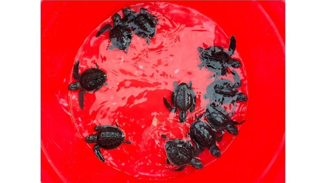 Bayi penyu sisik (Eretmochelys imbricata), yang diselamatkan dari predator oleh komunitas konservasi setempat, sebelum dilepaskan ke laut, di Sanur, Bali, 20 Januari 2022. (REUTERS/Sultan Anshori)