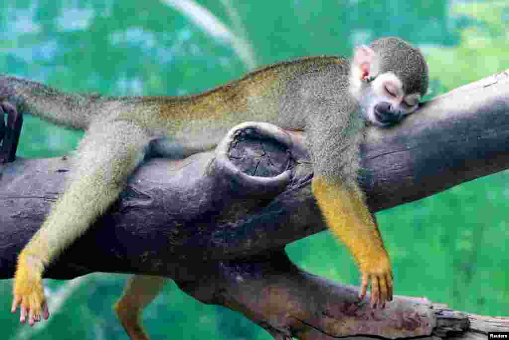 A squirrel monkey rests on a tree branch on a hot day at a zoo in Zhengzhou, Henan province, China.