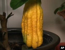 Among Ruth Kassinger’s prized citrus varieties is this Buddha’s Hand, native to more tropical climes.
