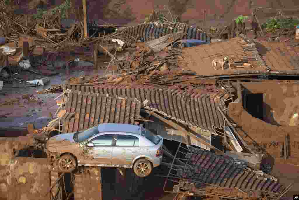 A car and two dogs are seen on the roof of destroyed houses in the small town of Bento Rodrigues after a dam burst on Thursday in Minas Gerais state, Brazil. Brazilian rescuers searched feverishly Friday for possible survivors after two dams burst at an iron ore mine in a southeastern mountainous area.