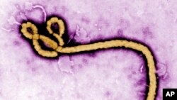 FILE - This undated colorized transmission of an electron micrograph file image made available by the U.S. Centers for Disease Control and Prevention shows an Ebola virus virion.