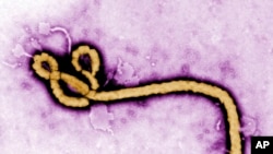 FILE - This undated colorized transmission of an electron micrograph file image made available by the U.S. Centers for Disease Control and Prevention shows an Ebola virus virion. 
