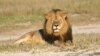 Robert Mugabe fustige la mort du lion Cecil