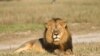 Periset Zimbabwe Bantah Kabar Terbunuhnya Singa Jantan Teman Cecil