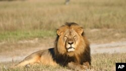 In this undated photo provided by the Wildlife Conservation Research Unit, Cecil the lion rests in Hwange National Park in Zimbabwe. (Andy Loveridge/Wildlife Conservation Research Unit via AP)