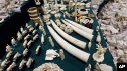 Ivory tusks and carvings are displayed at the New York State Department of Environmental Conservation office in Albany, N.Y, December 2012.